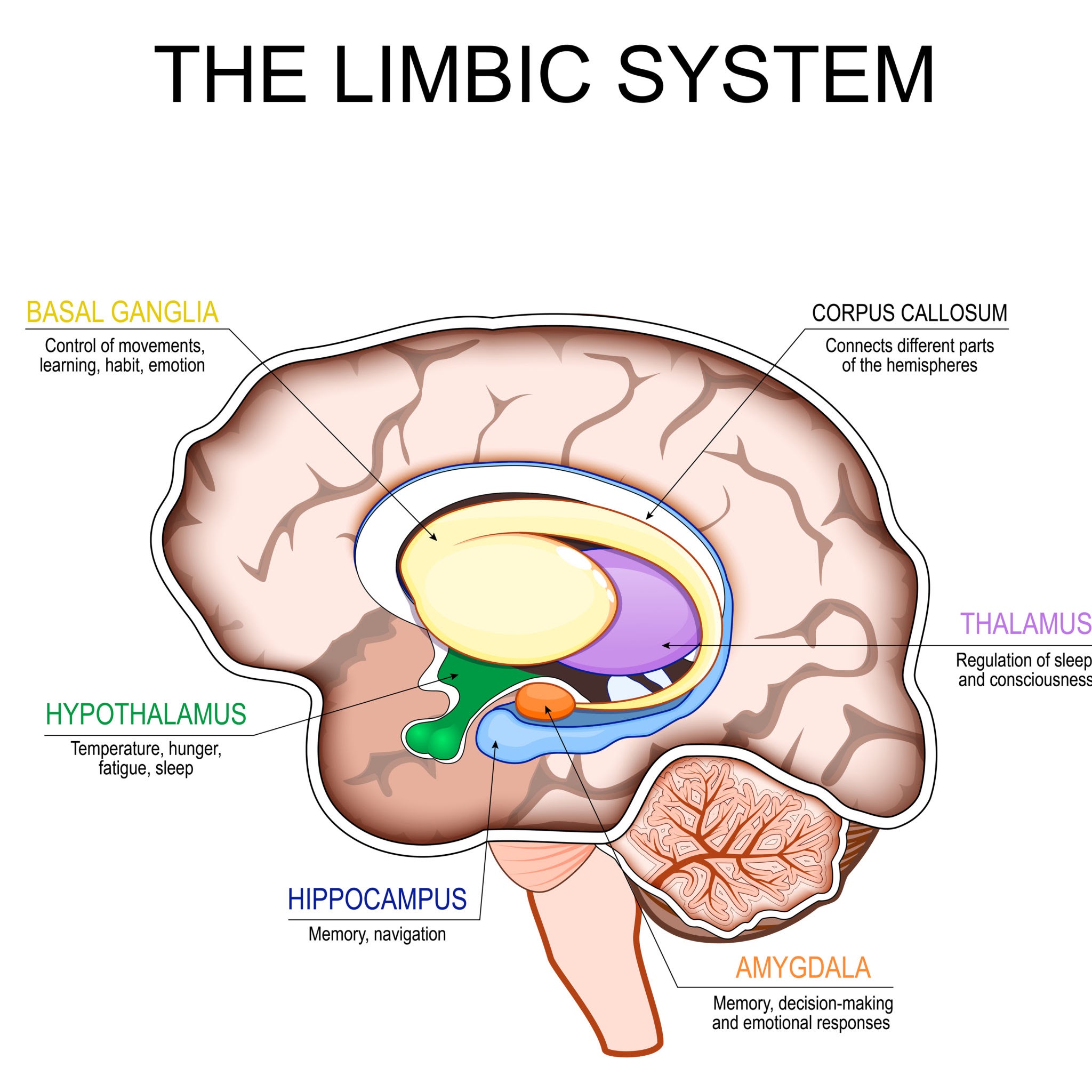 The limbic system