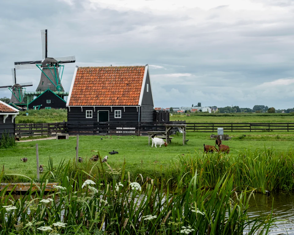 Windmills and a black timber house at Zaanse Schans, beyond a grassy pasture with goats, waterfowl, and a reed-lined canal