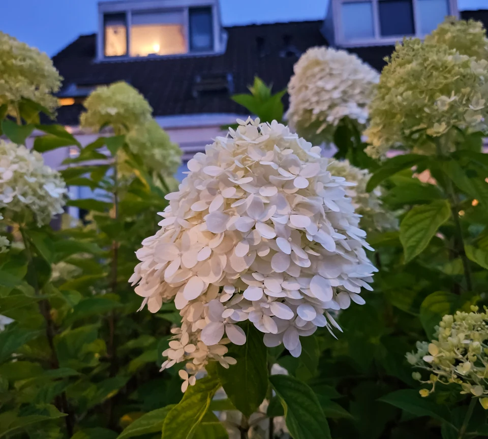 Pale hydrangea blooms fill the foreground of a garden at night, with warmly lit windows behind them